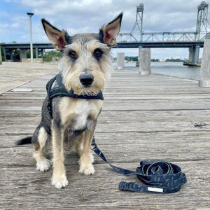 Dog recall leash 10metres - Bolt