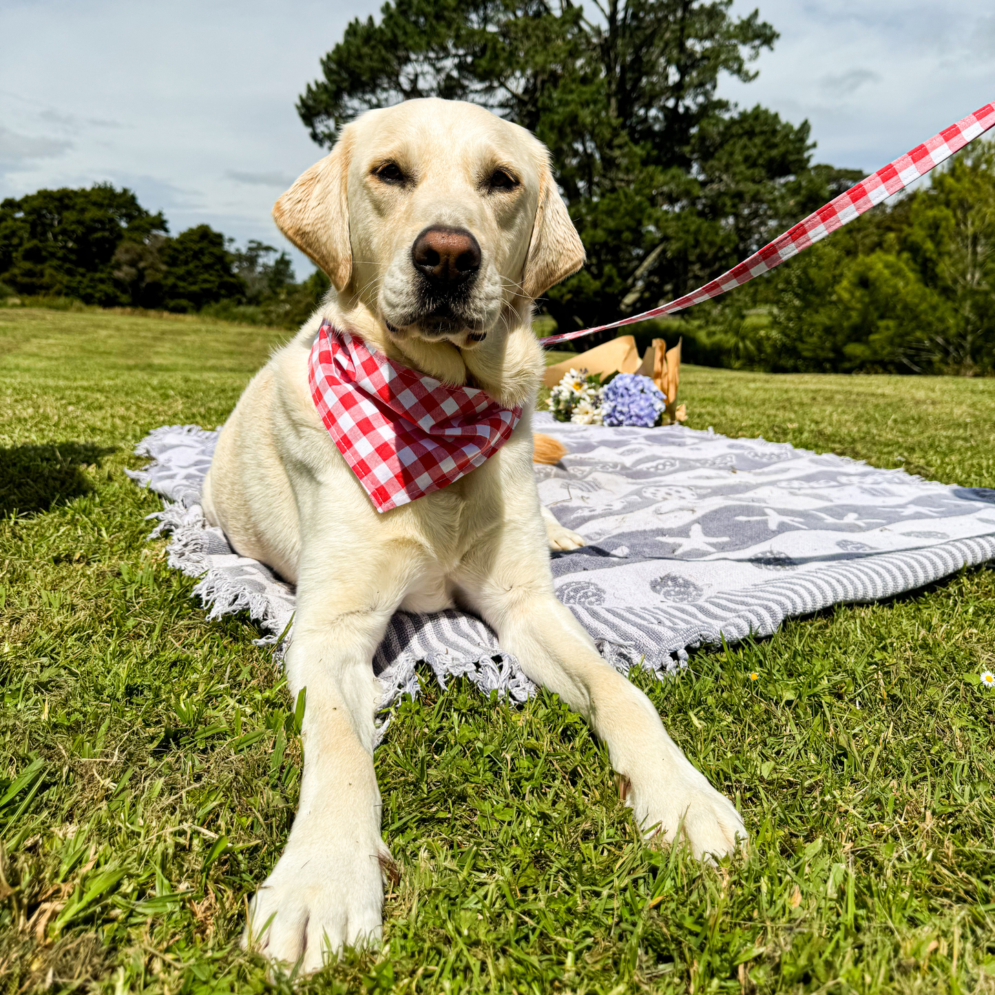 Dog leash - Little Orchard