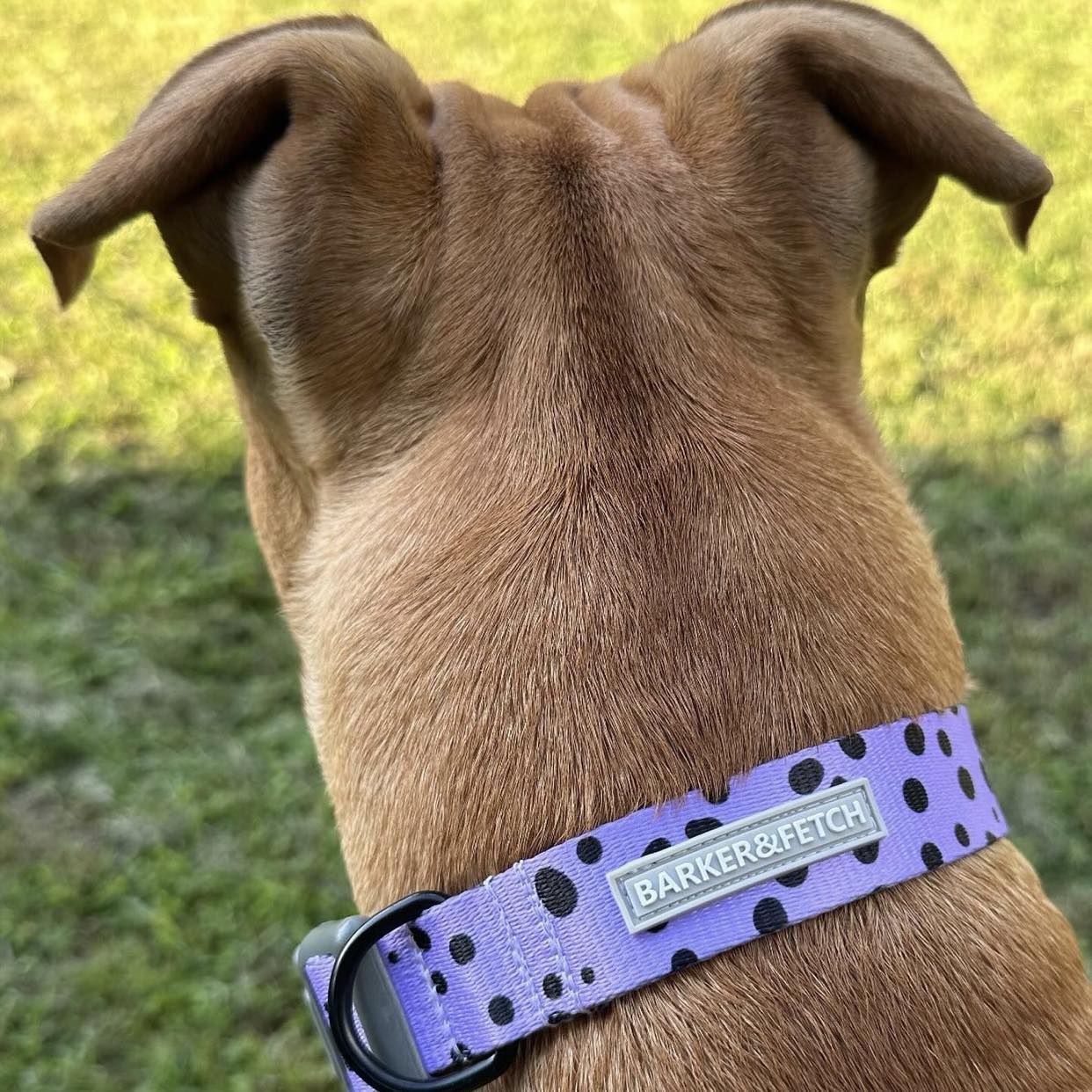 Dog collar - Oblivion