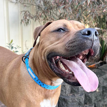 Load image into Gallery viewer, Dog collar - Razzoo