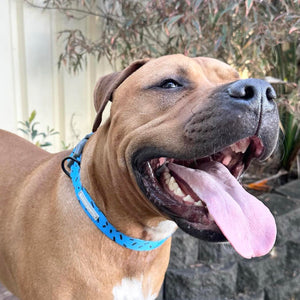 Dog collar - Razzoo