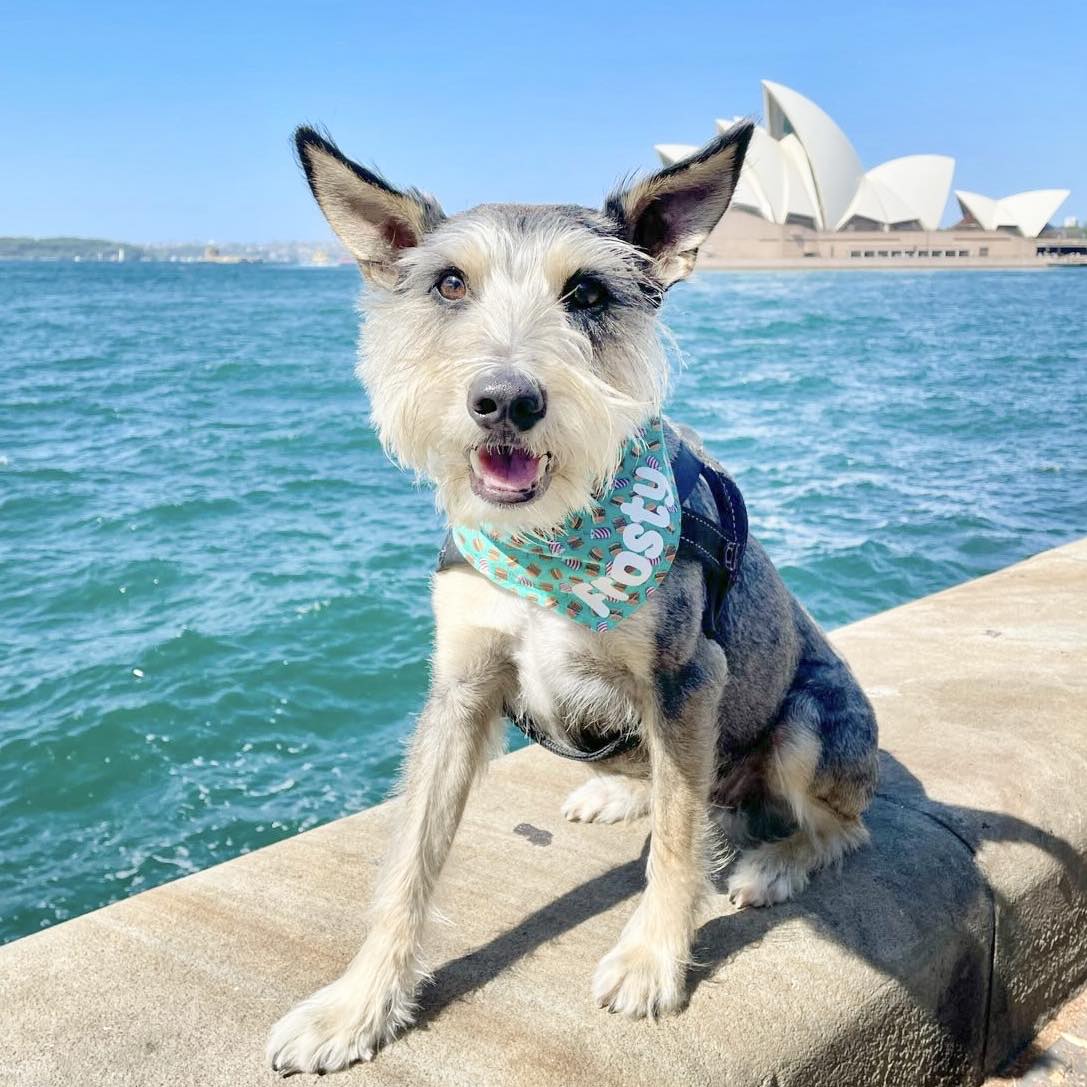 Dog bandana - Burgers & soda