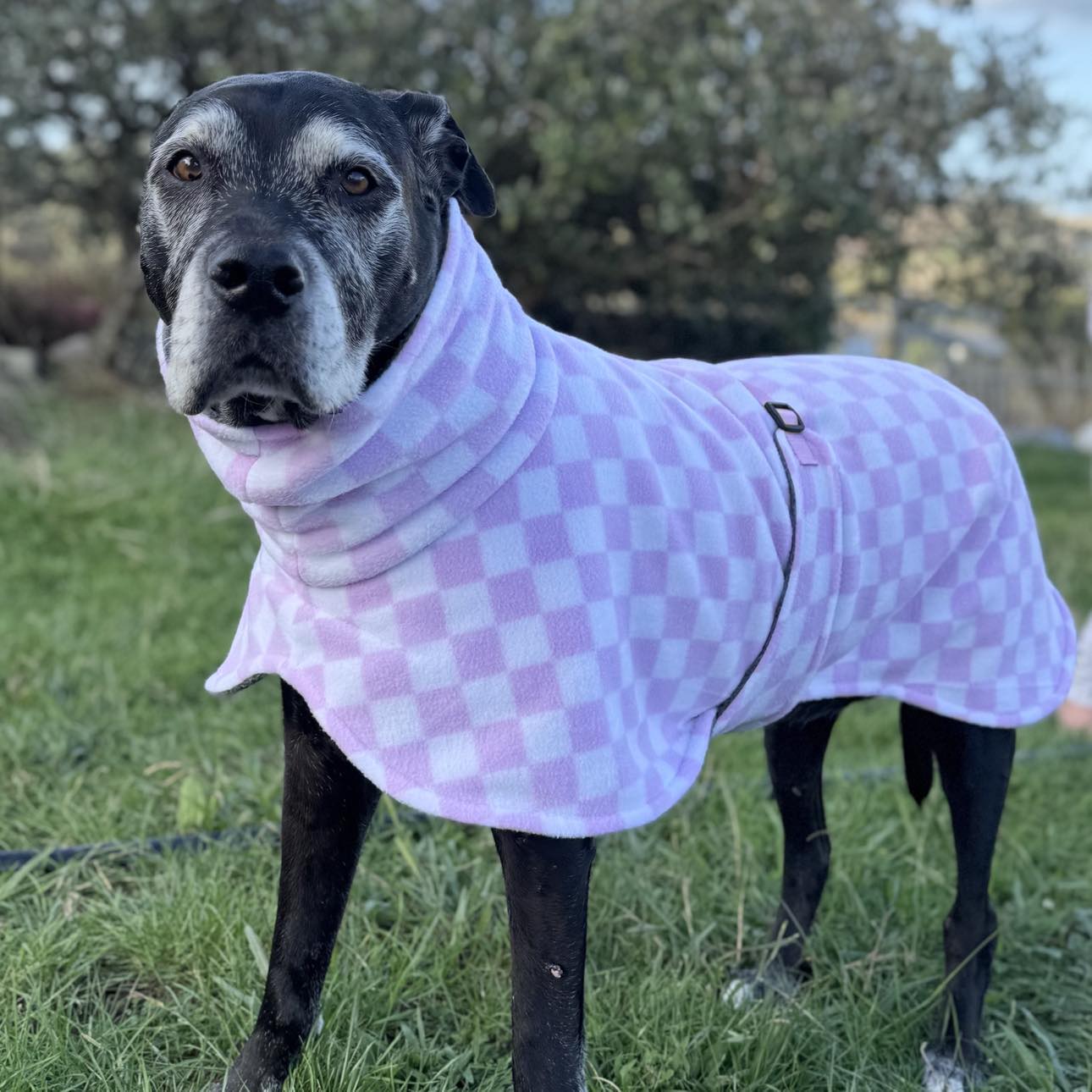 Turtleneck Dog Coat | Penny