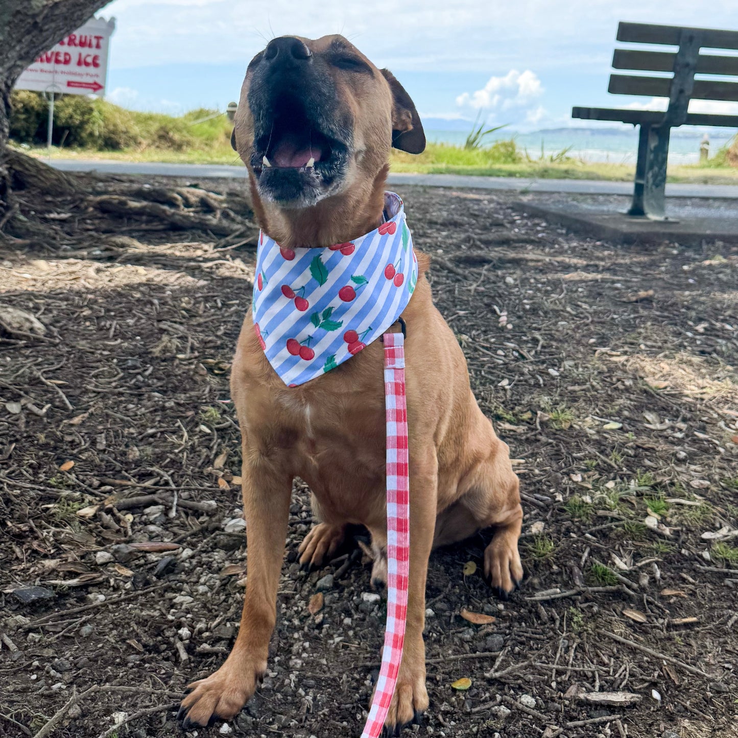 Reversible dog bandana - Cherry Coast