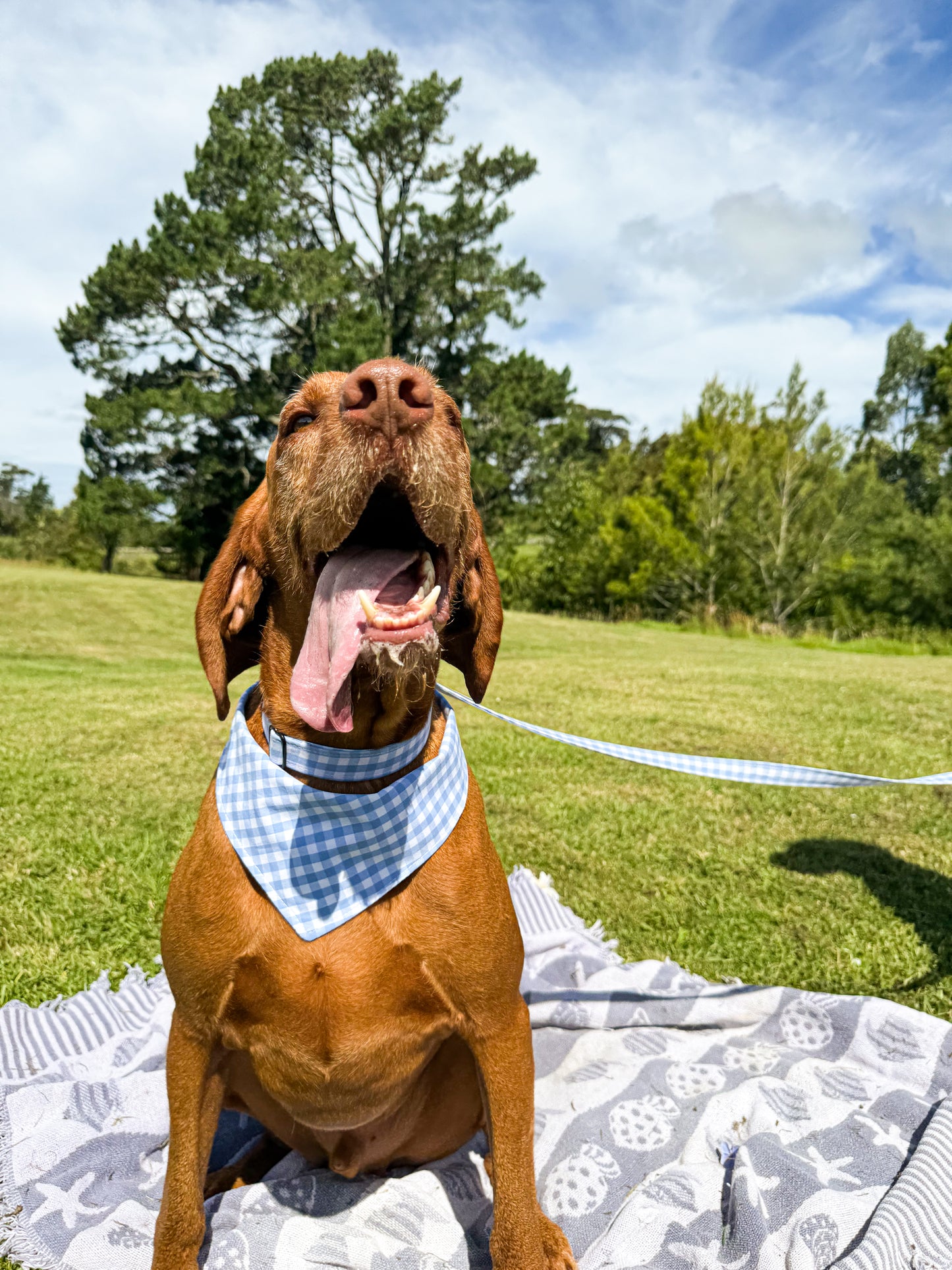 Reversible dog bandana - Blueberry Pie