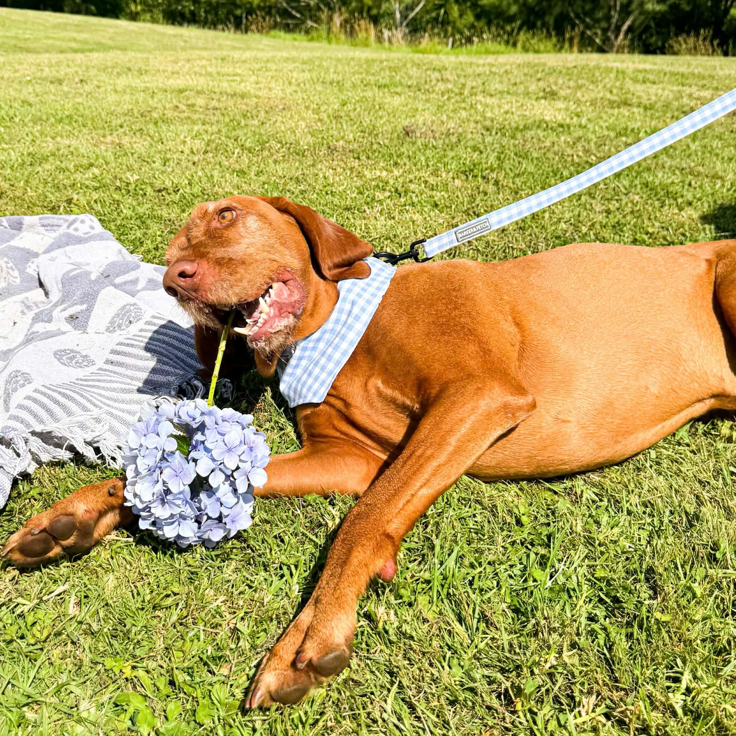 Dog leash - Sunday Blue