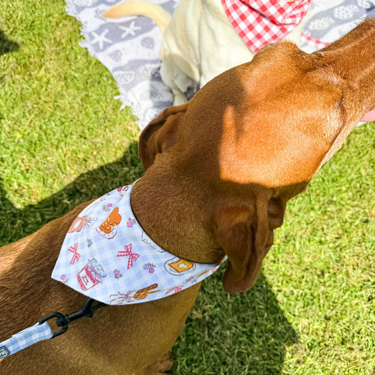 Reversible dog bandana - Bayside Brunch