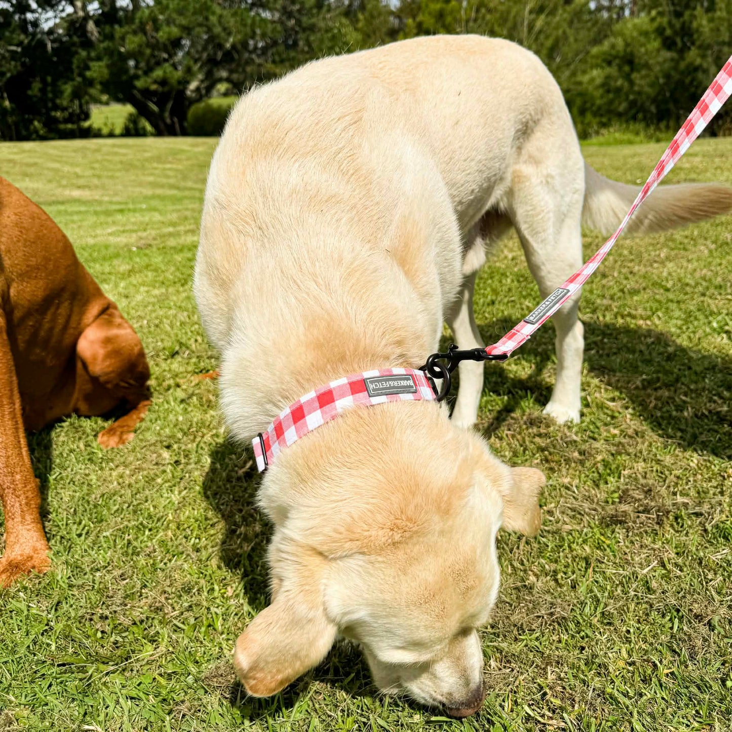 Dog collar - Little Orchard