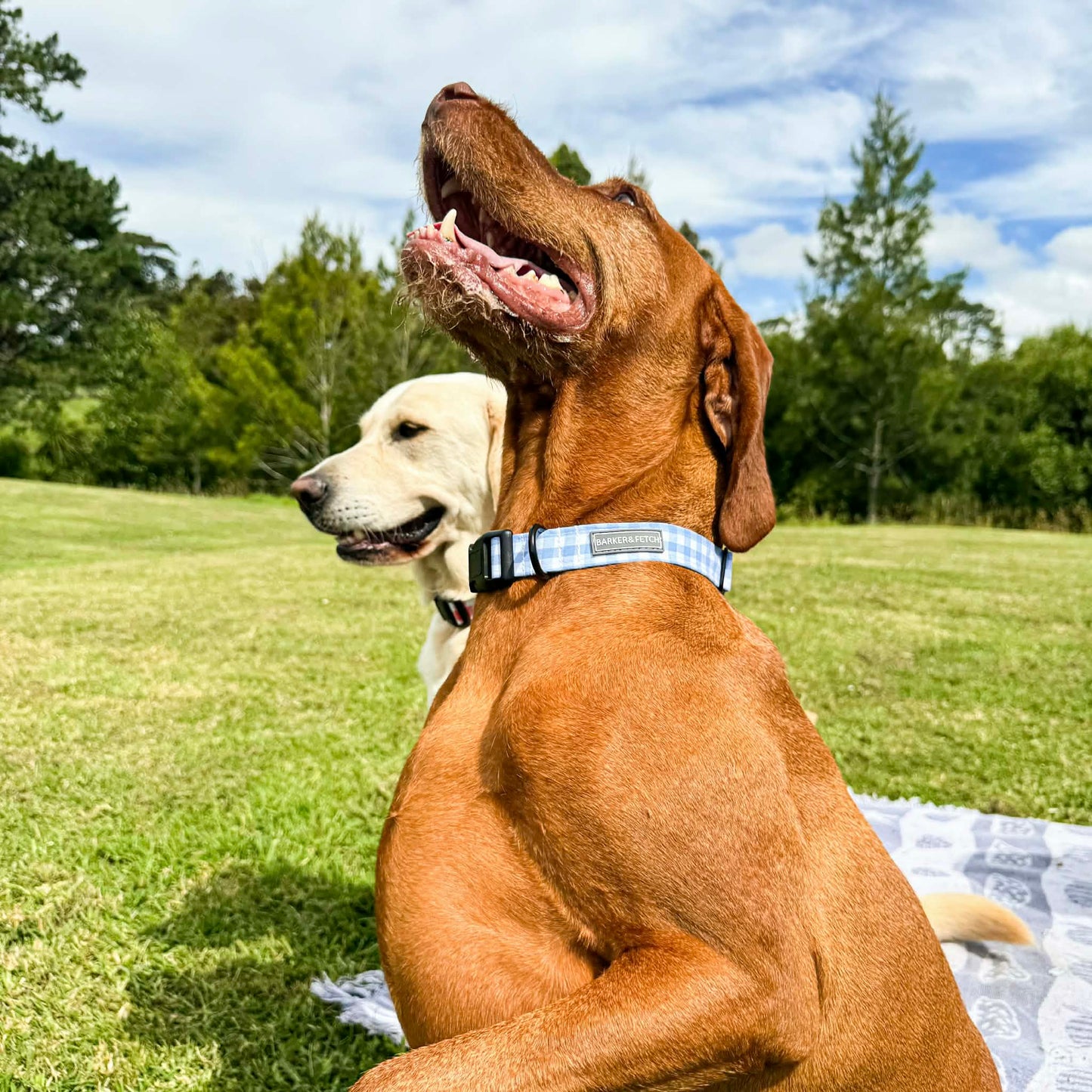 Dog collar - Sunday Blue