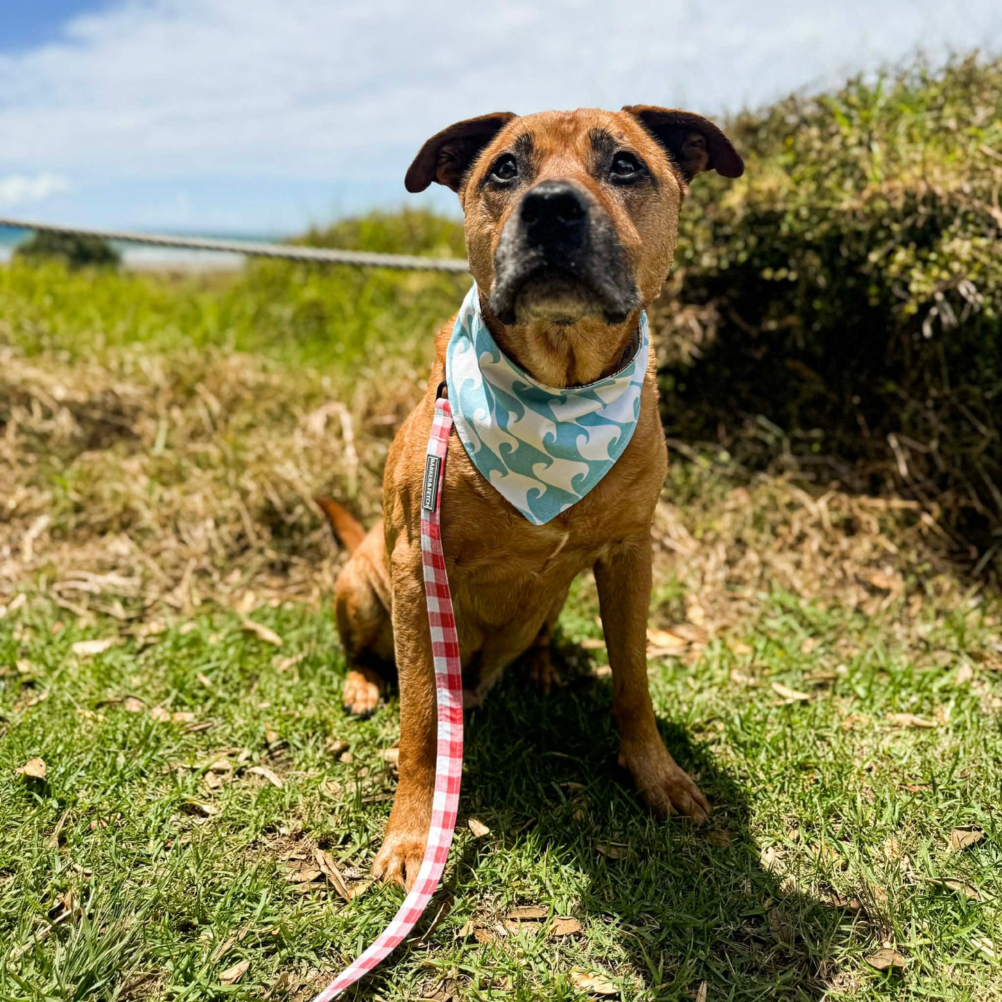 Reversible dog bandana - Seaside Stroll
