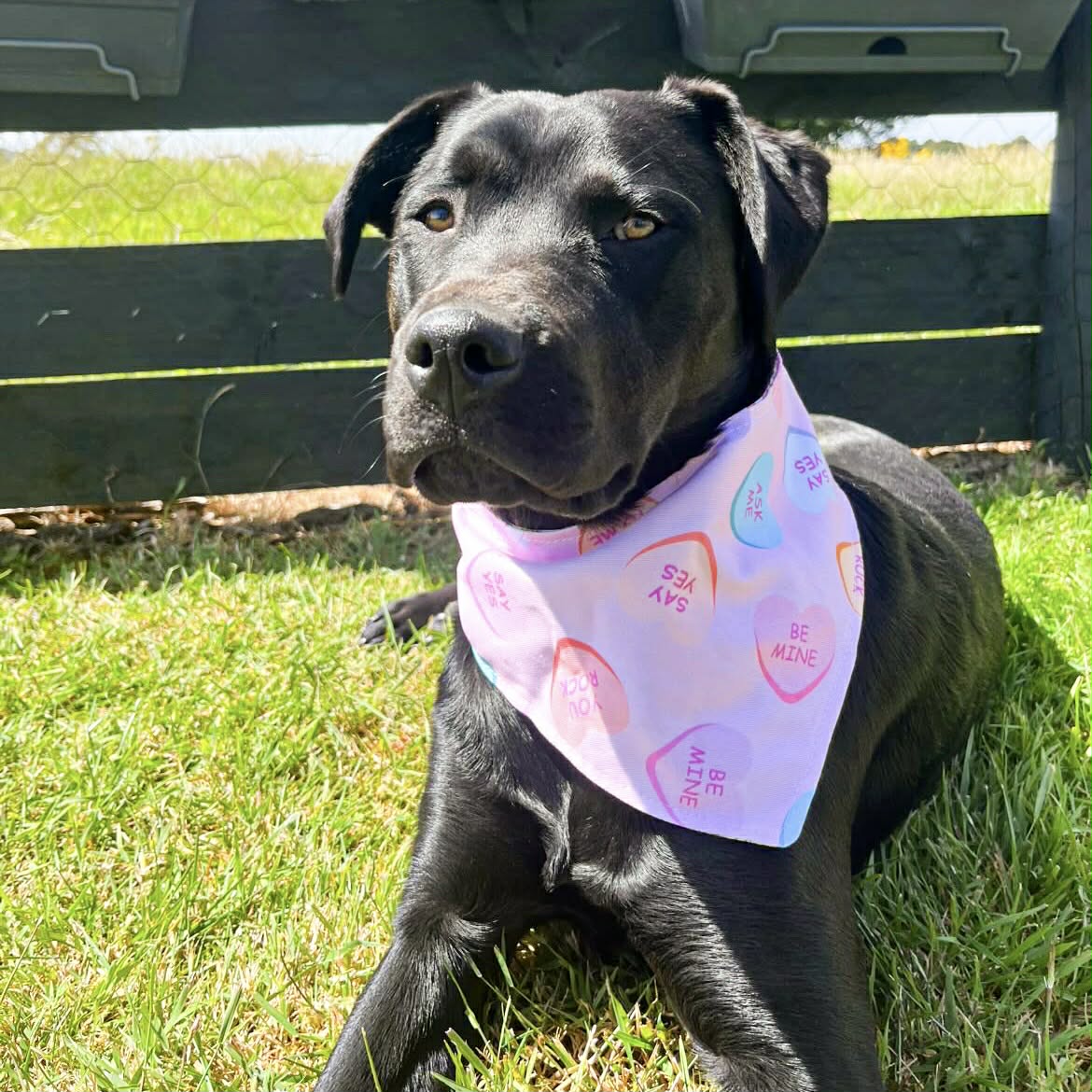 Reversible dog bandana - Love notes