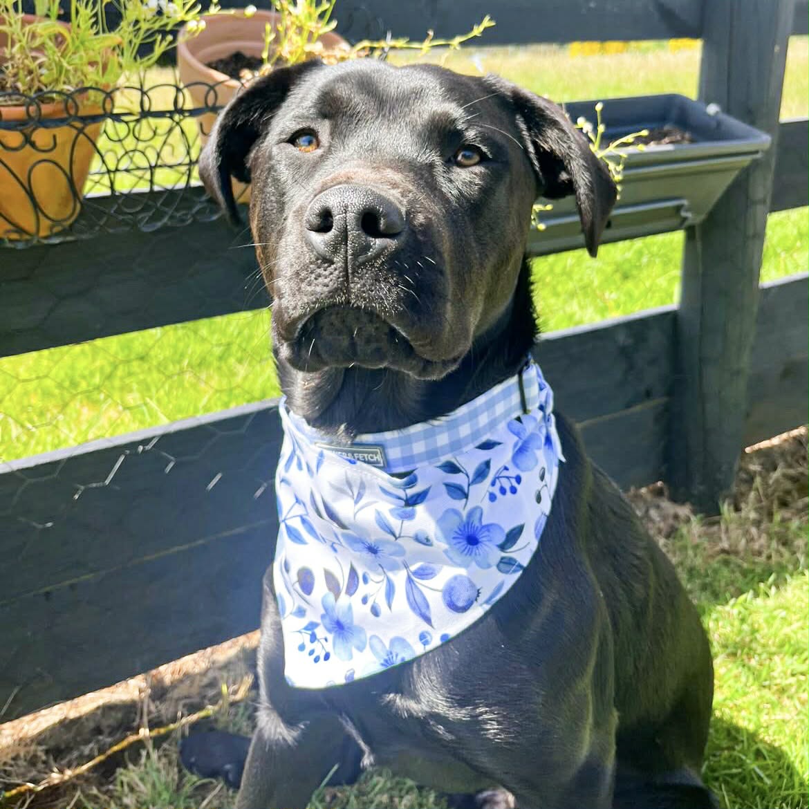 Reversible dog bandana - Blueberry Pie