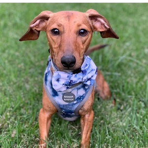 Dog bowtie - Rinsed